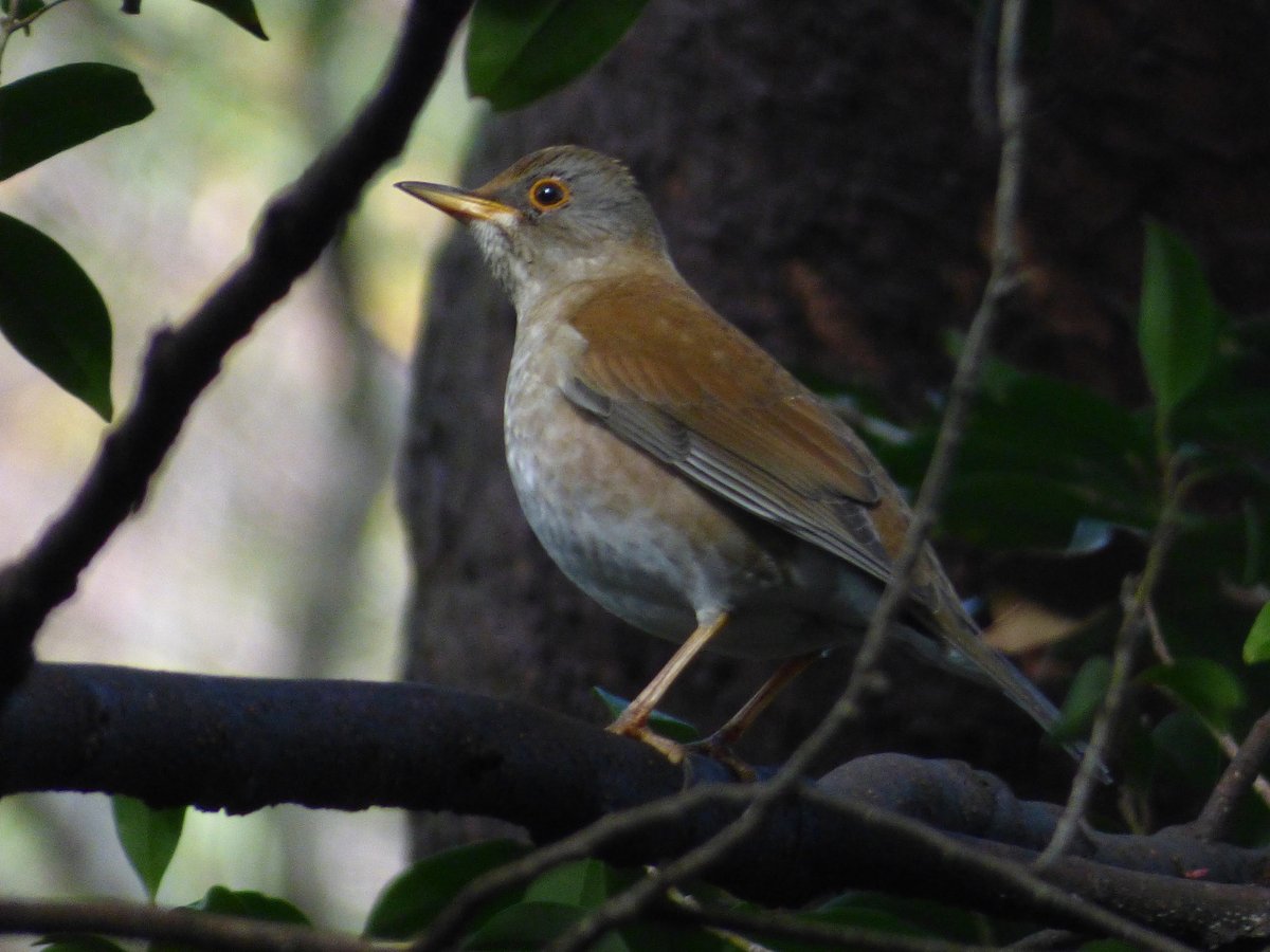 白腹鸫 (Turdus pallidus)