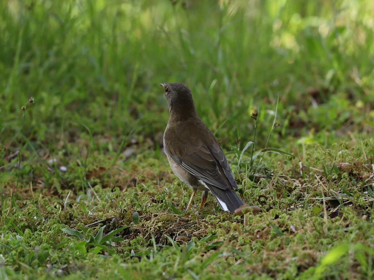 白腹鸫 (Turdus pallidus)