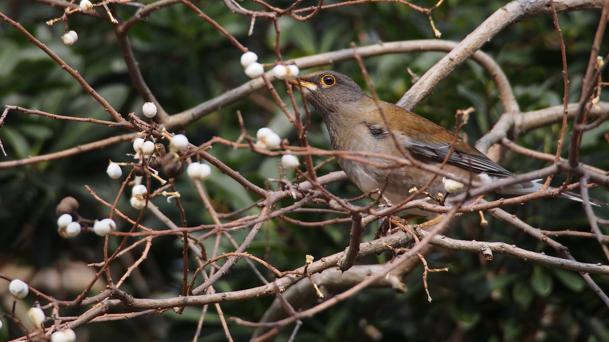 白腹鸫 (Turdus pallidus)