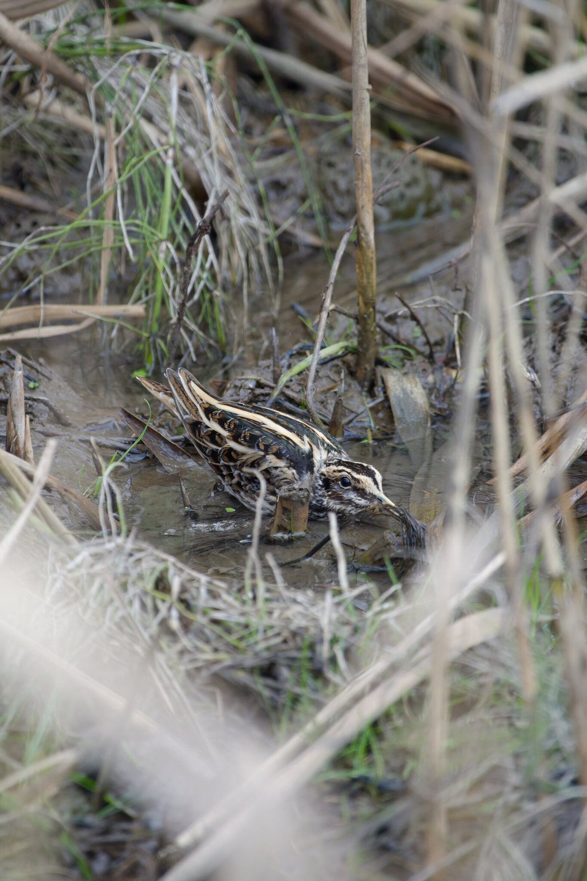 Jack Snipe (Lymnocryptes minimus)