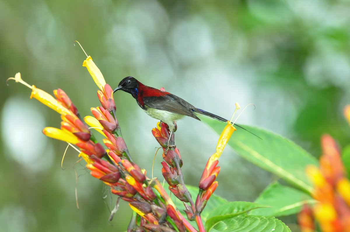 Black-throated Sunbird (Aethopyga saturata)