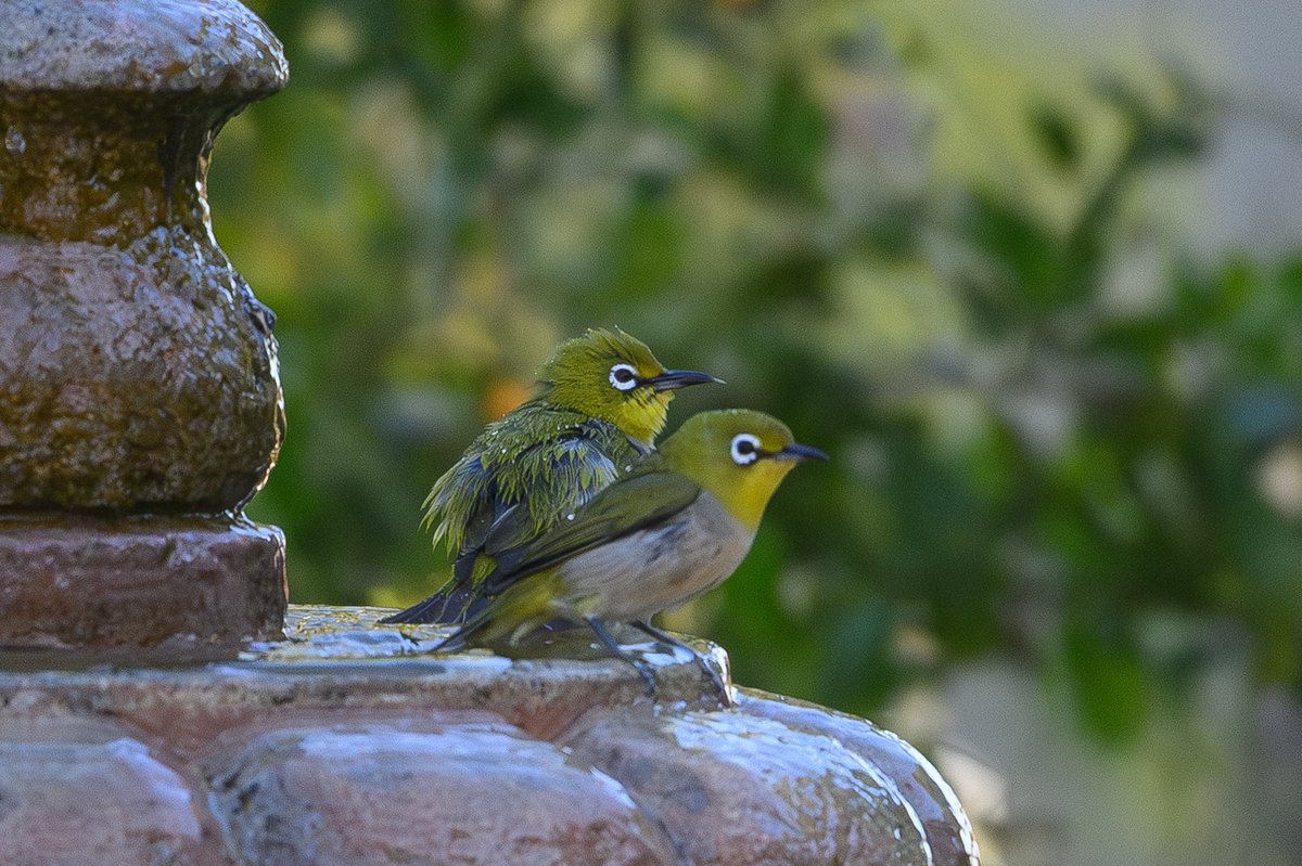 Swinhoe's White-eye (Zosterops simplex)