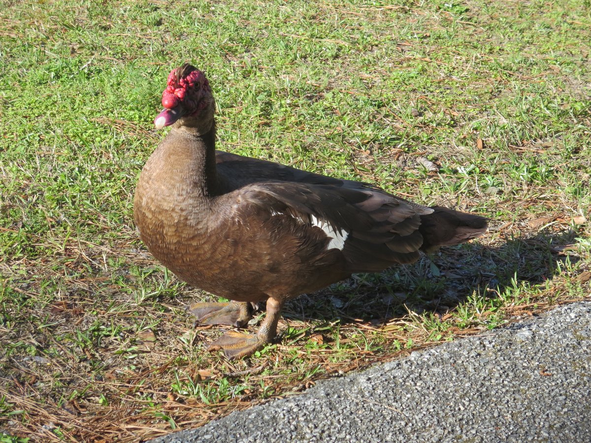 Muscovy Duck (Cairina moschata)