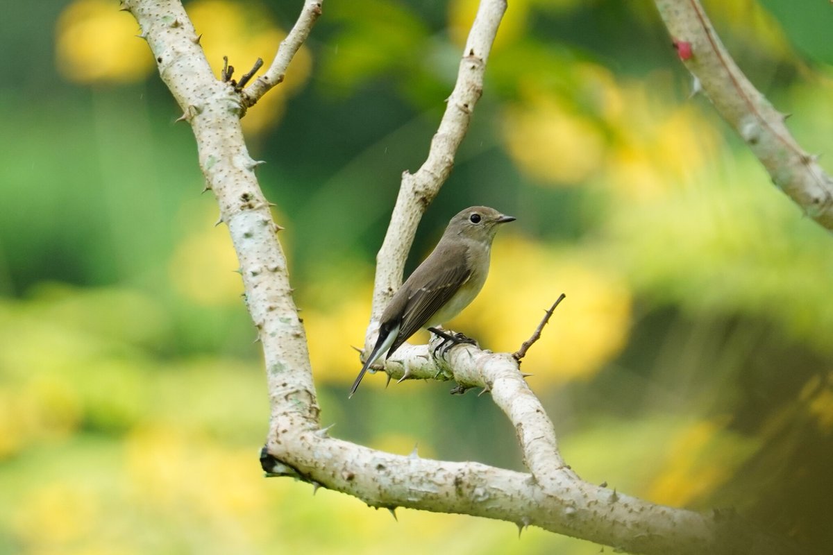 Taiga Flycatcher (Ficedula albicilla)