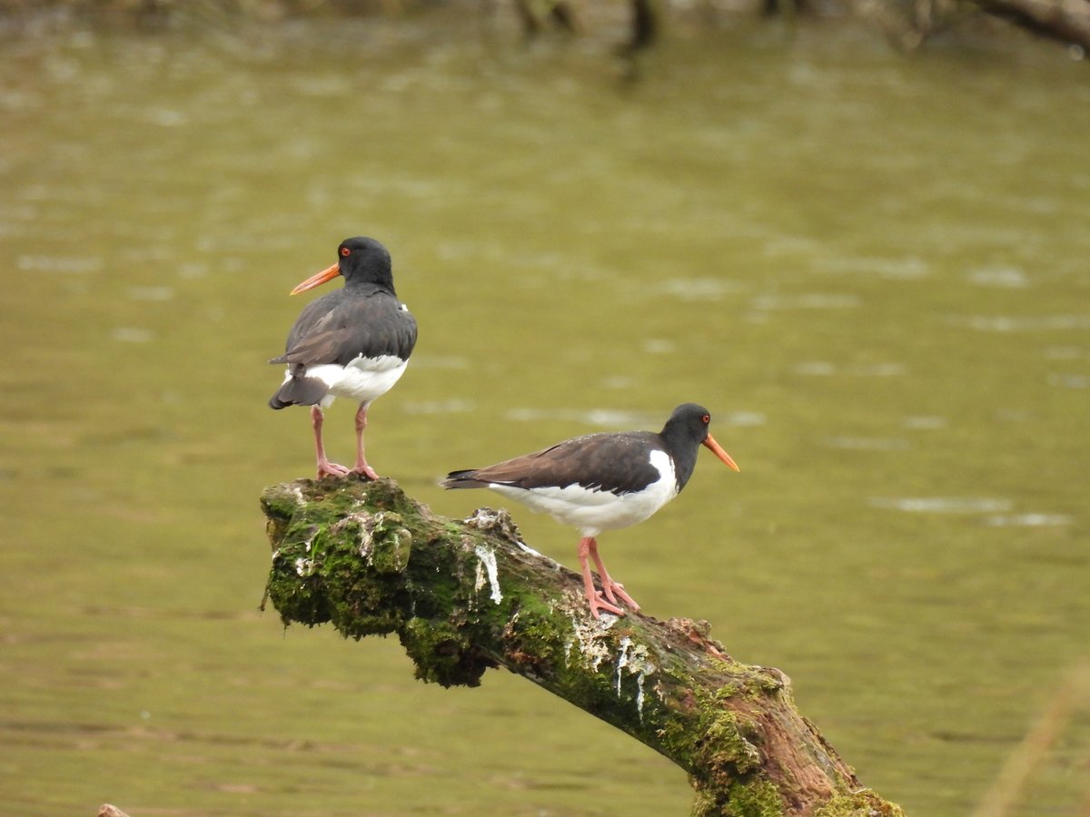 蛎鹬 (Haematopus ostralegus)