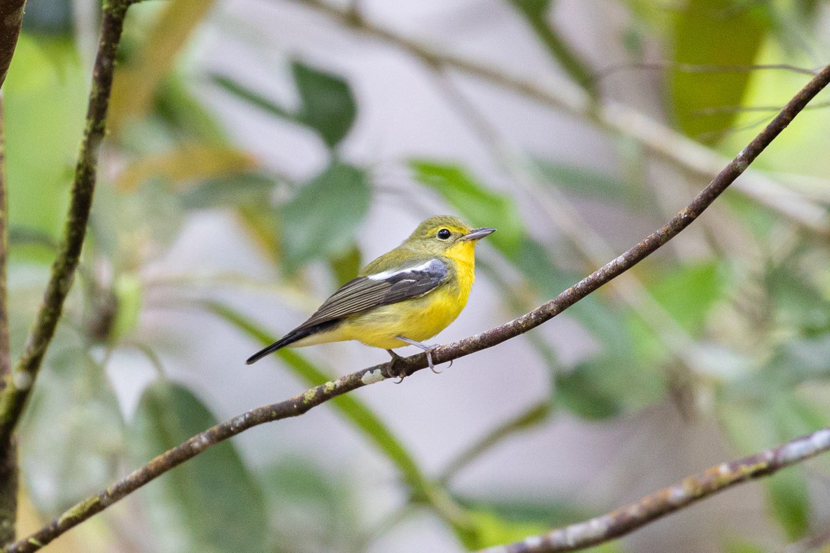 Green-backed Flycatcher (Ficedula elisae)