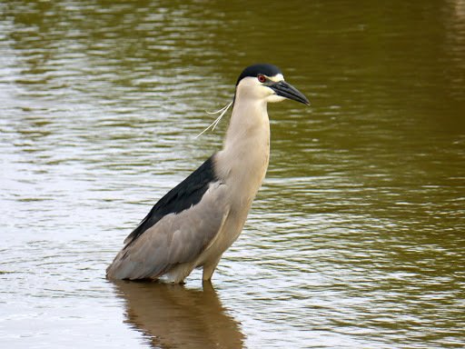 Black-crowned Night Heron (Nycticorax nycticorax)