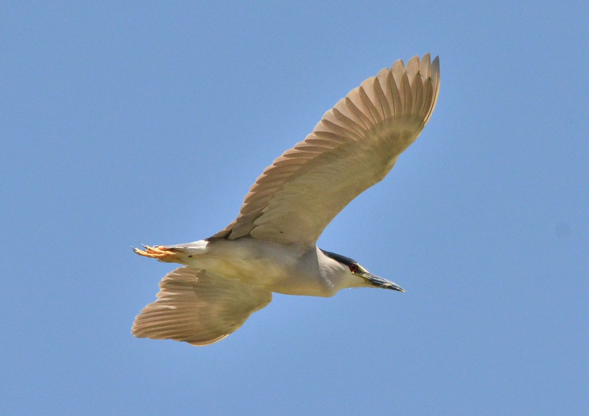 Black-crowned Night Heron (Nycticorax nycticorax)