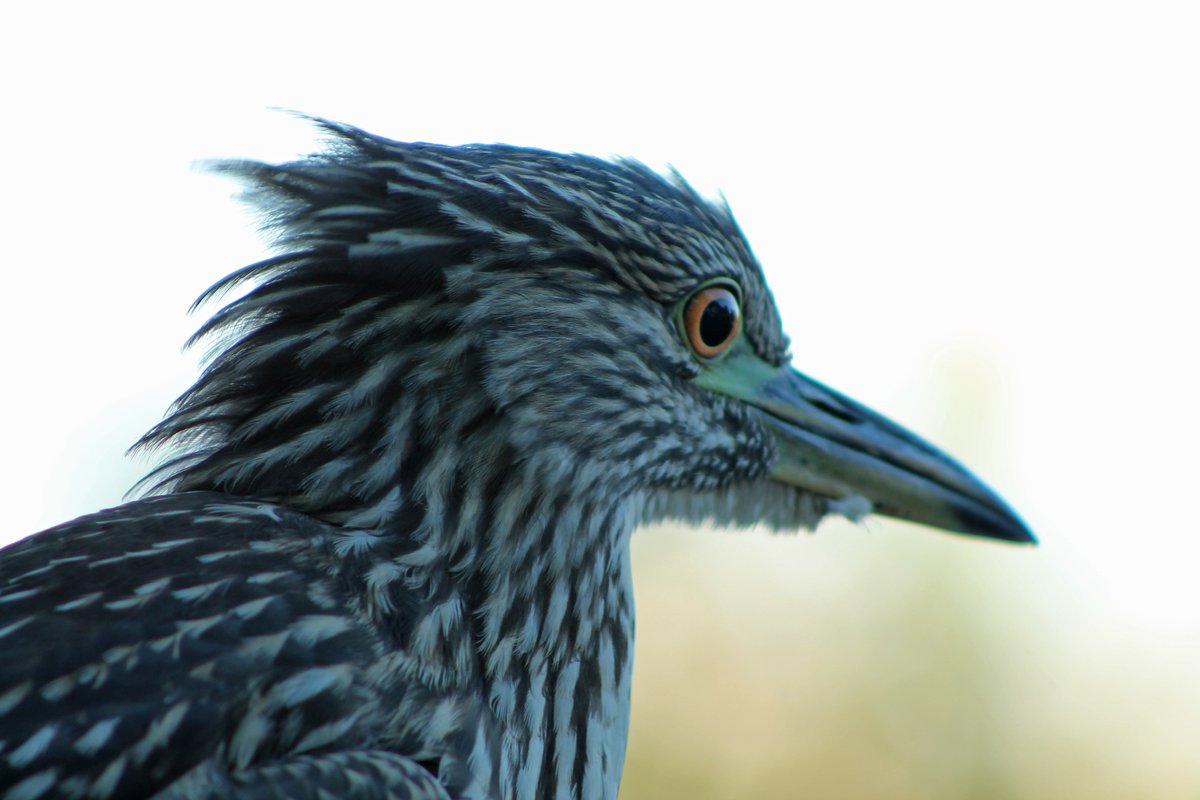 Black-crowned Night Heron (Nycticorax nycticorax)