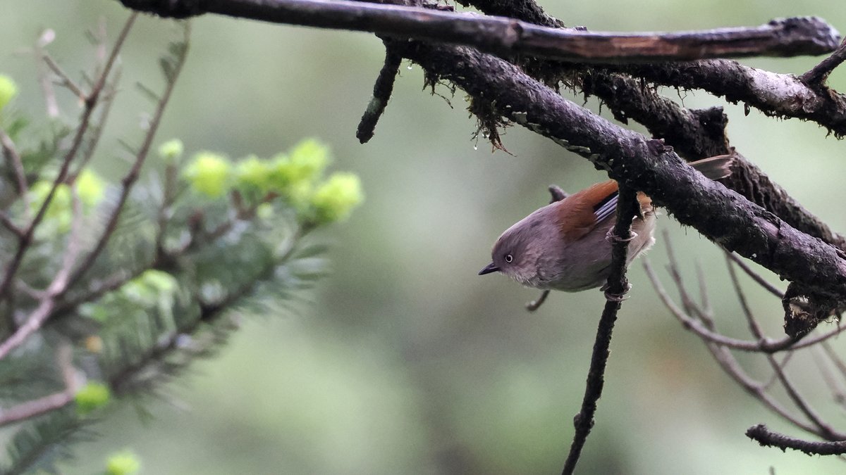 灰头雀鹛 (Fulvetta cinereiceps)