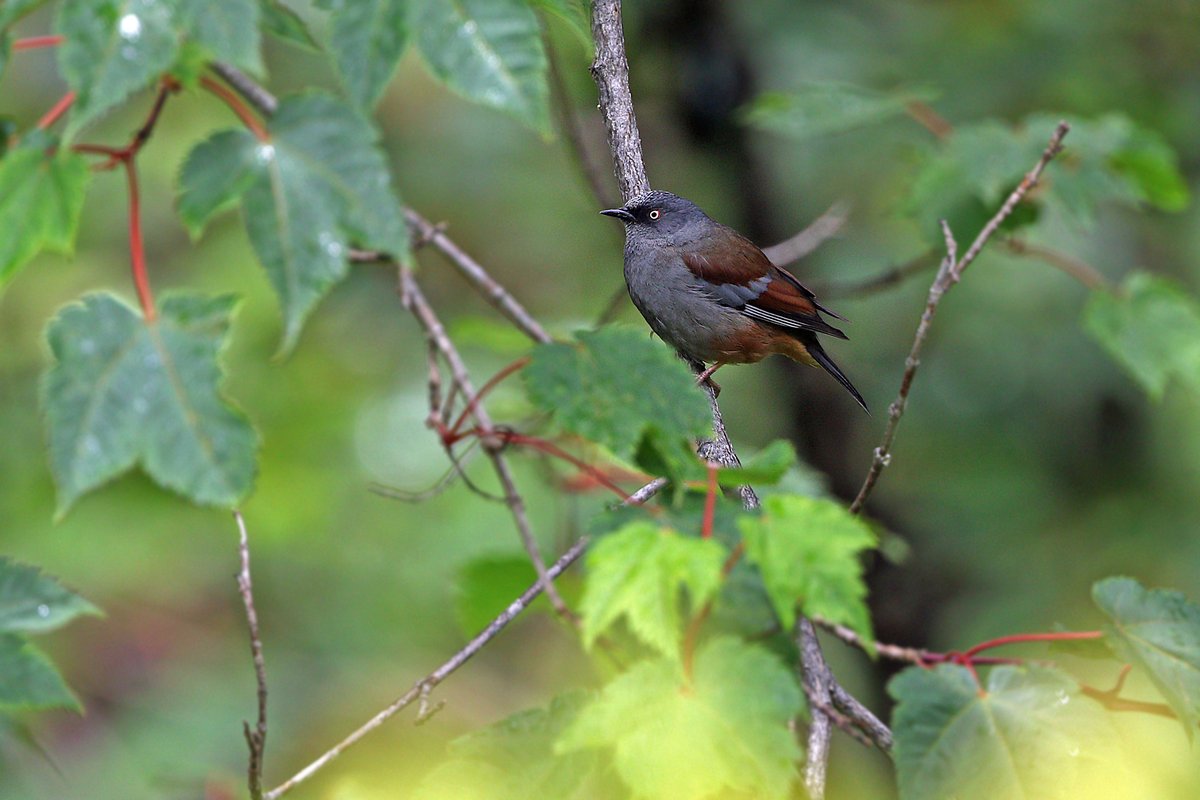 栗背岩鹨 (Prunella immaculata)