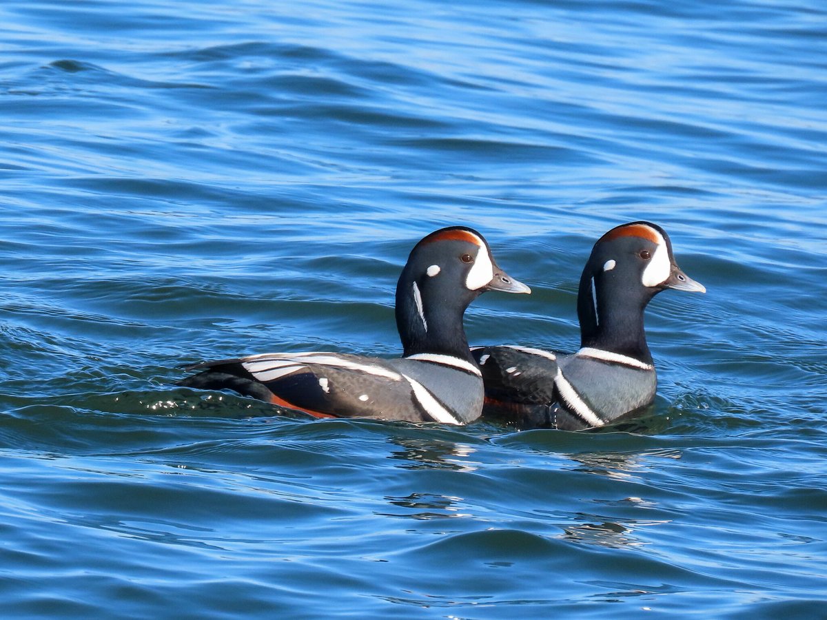 Harlequin Duck (Histrionicus histrionicus)