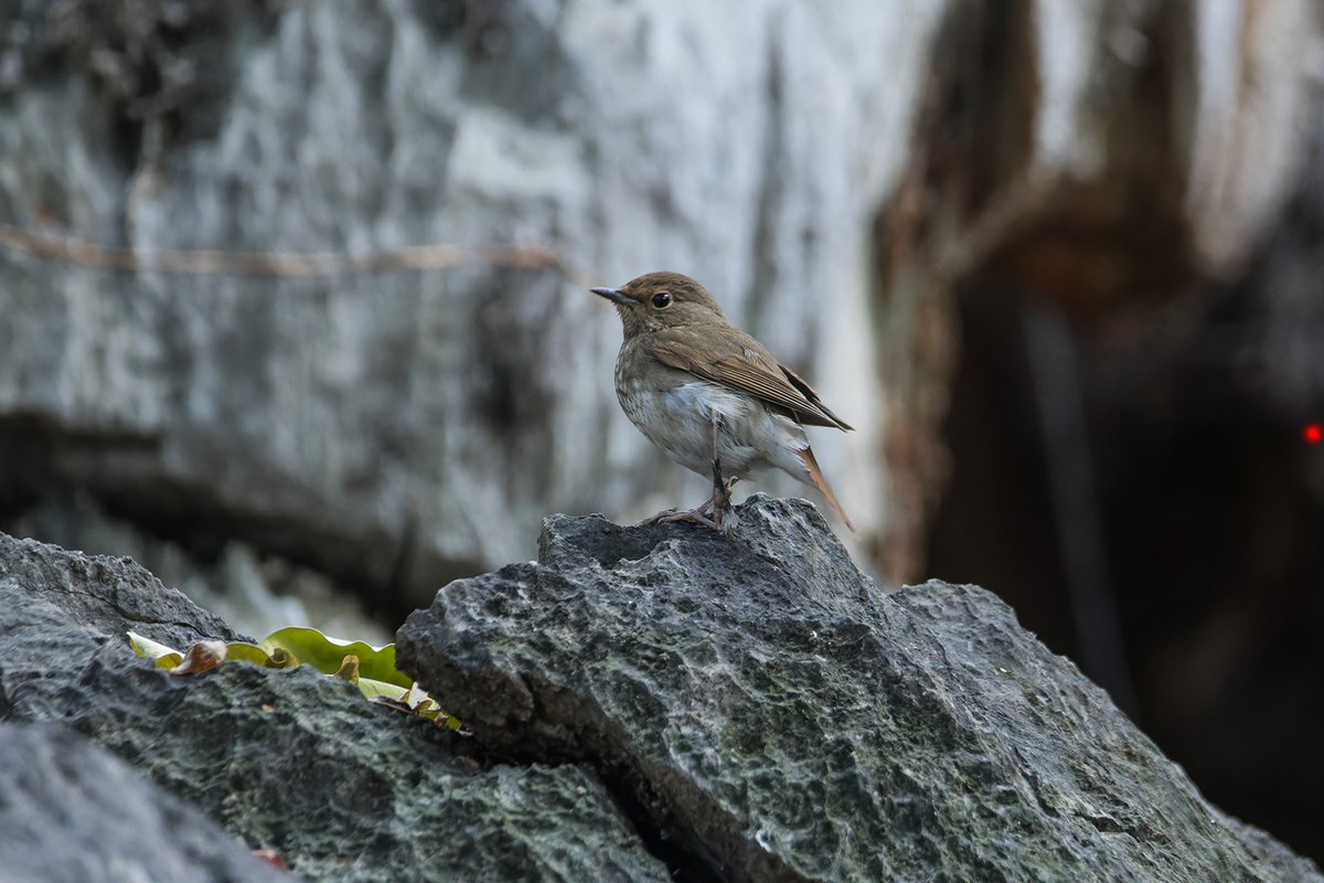 Rufous-tailed Robin (Larvivora sibilans)