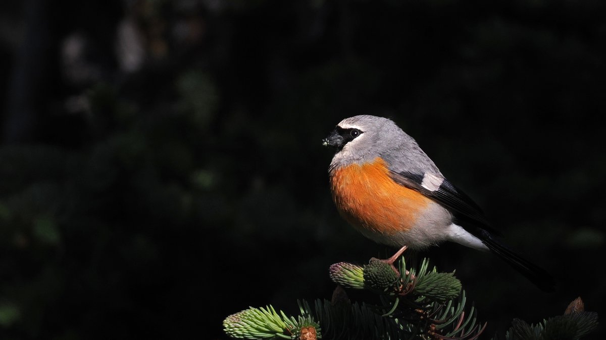 Grey-headed Bullfinch (Pyrrhula erythaca)