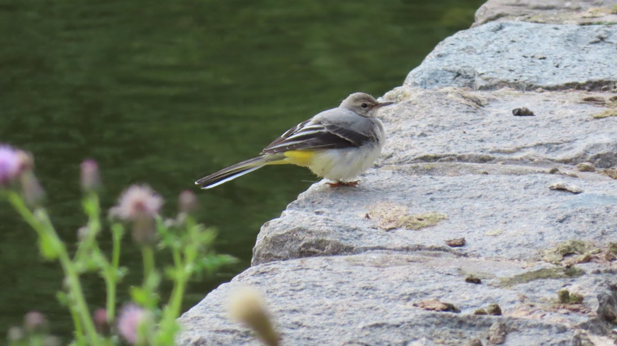 Grey Wagtail (Motacilla cinerea)