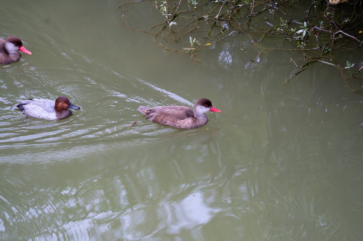 Red-crested Pochard (Netta rufina)