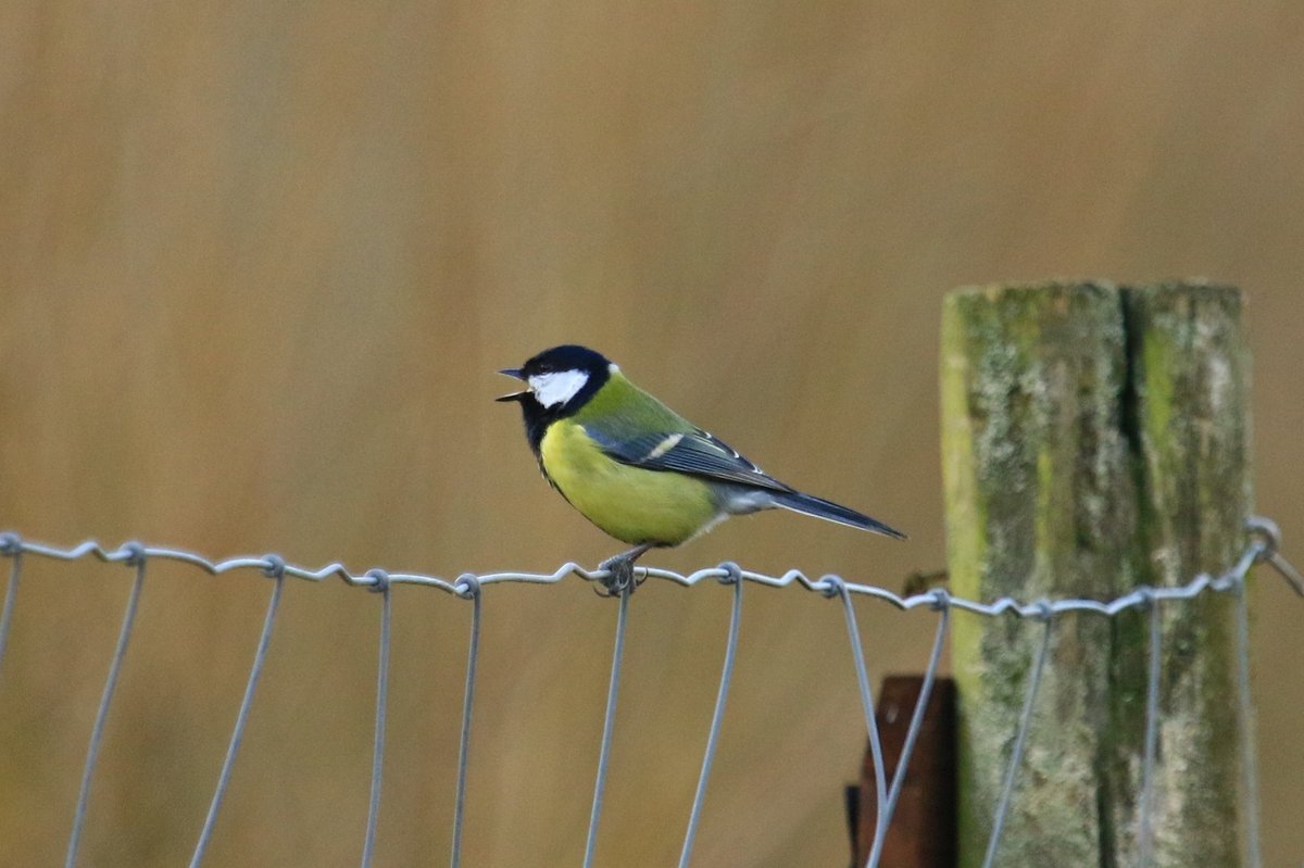 Great Tit (Parus major)