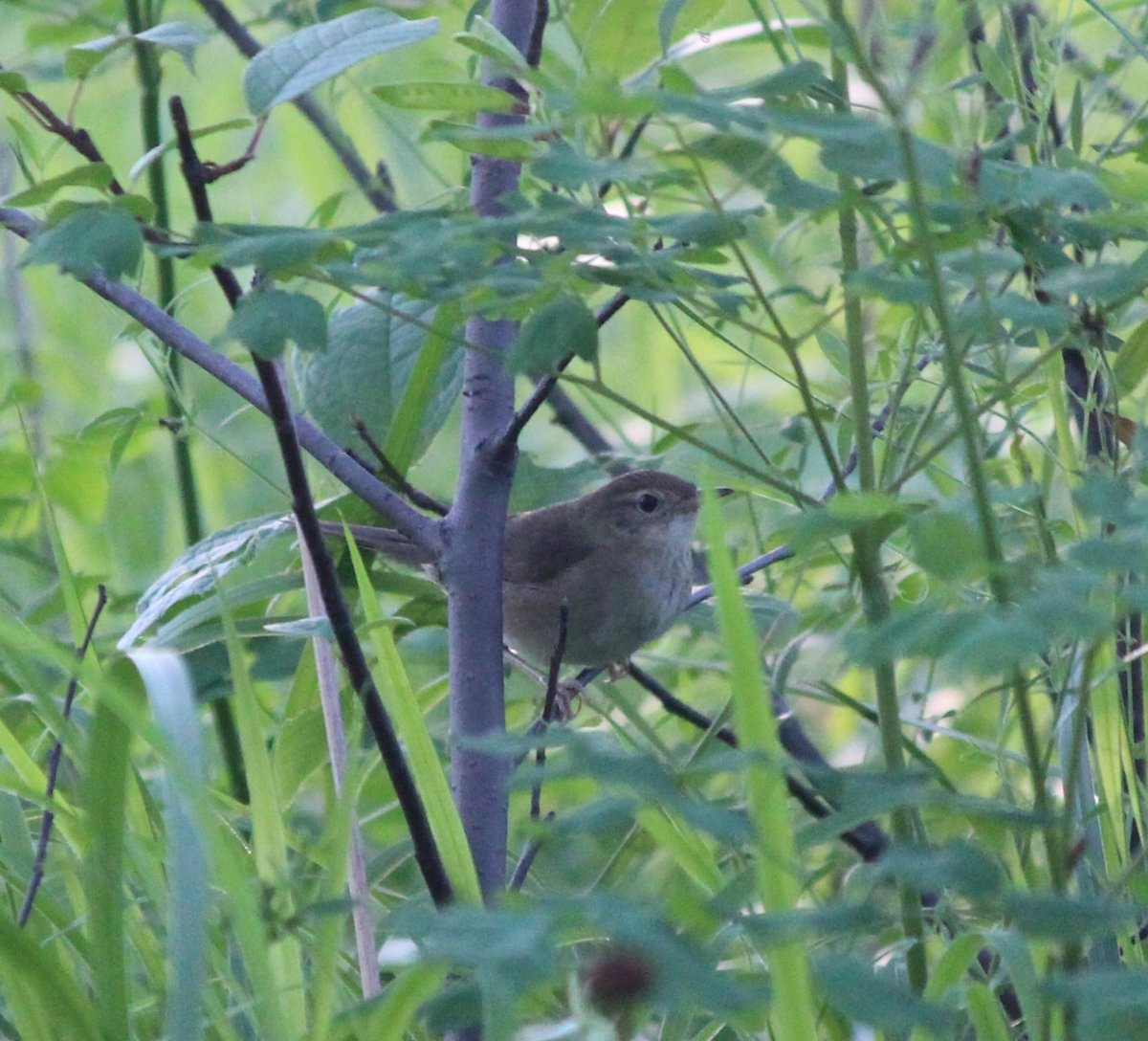 Gray's Grasshopper Warbler (Helopsaltes fasciolatus)