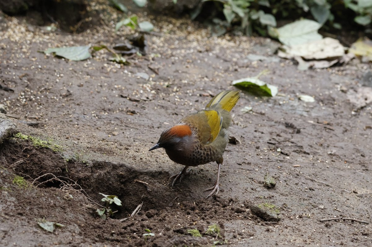 Assam Laughingthrush (Trochalopteron chrysopterum)