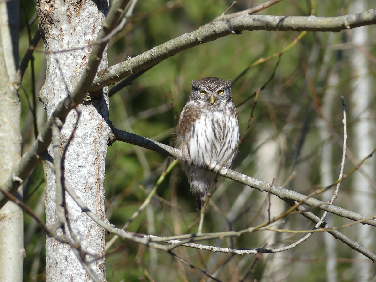 Eurasian Pygmy Owl (Glaucidium passerinum)