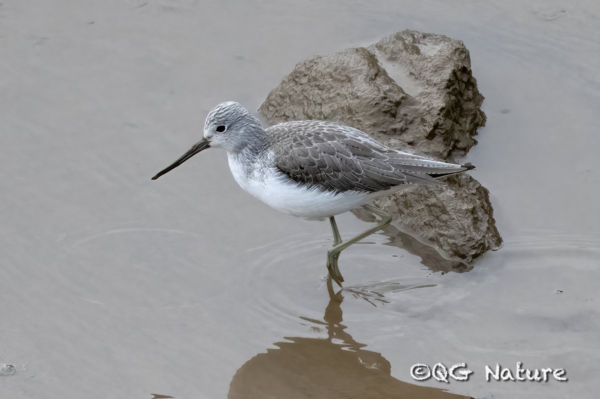 Common Greenshank (Tringa nebularia)