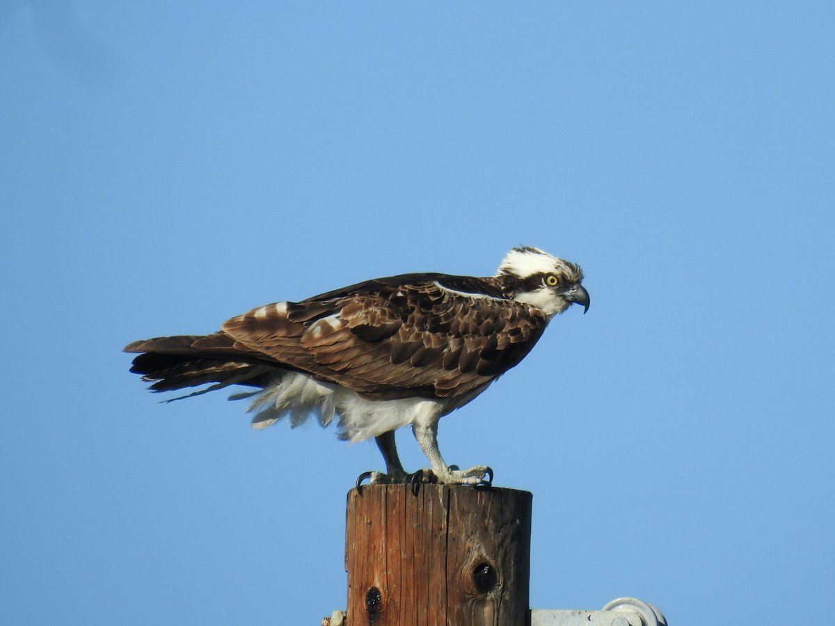 Osprey (Pandion haliaetus)