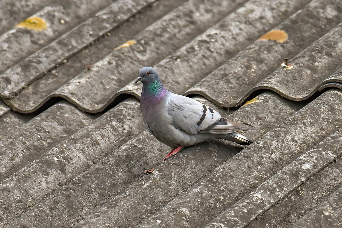 Hill Pigeon (Columba rupestris)