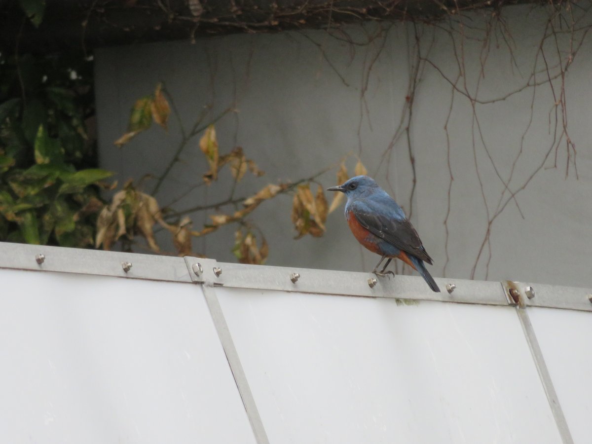 蓝矶鸫 (Monticola solitarius)