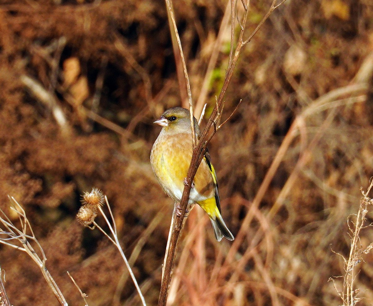 金翅雀 (Chloris sinica)