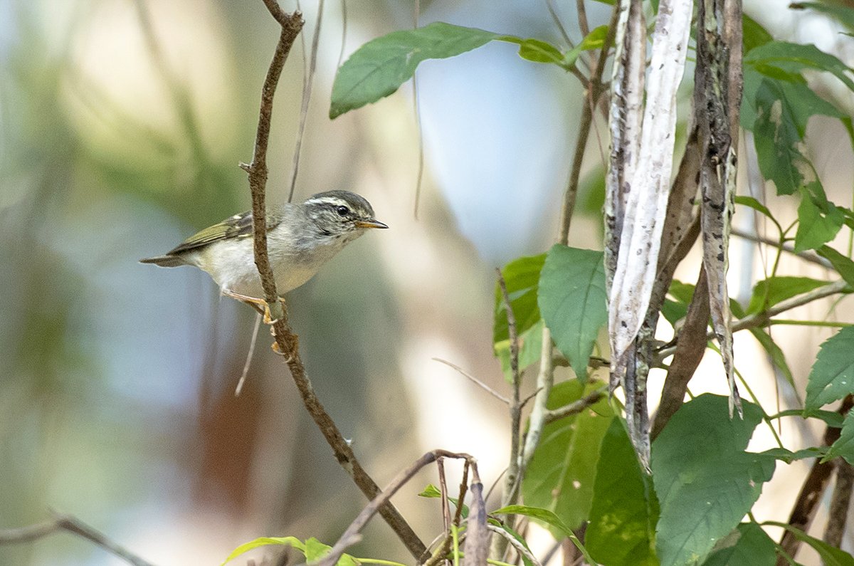 西南冠纹柳莺 (Phylloscopus reguloides)
