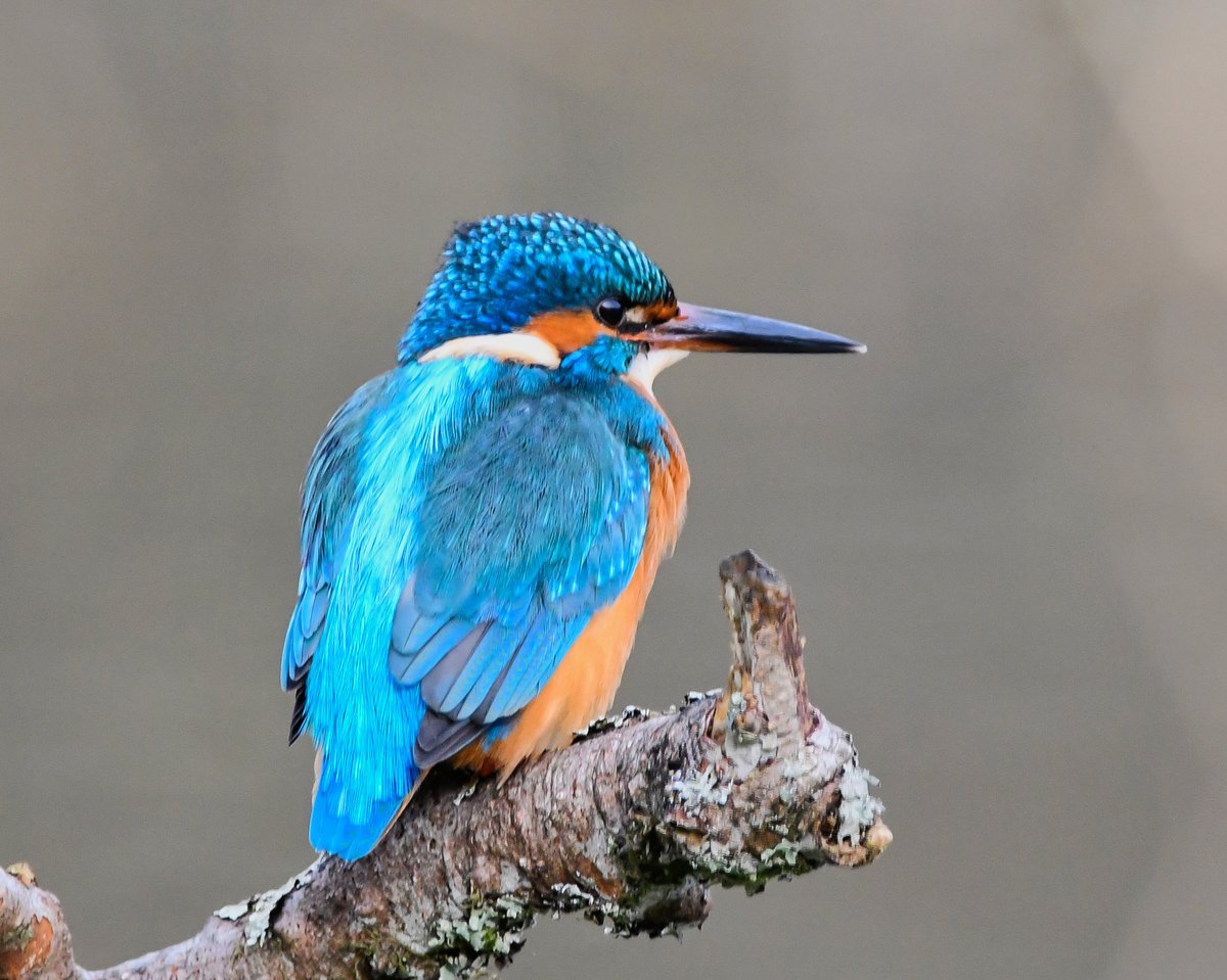 Common Kingfisher (Alcedo atthis)