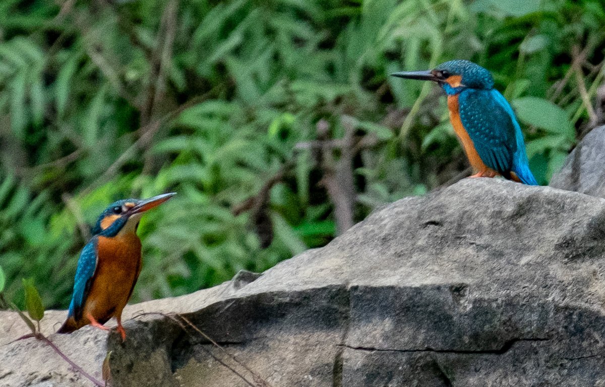 Common Kingfisher (Alcedo atthis)
