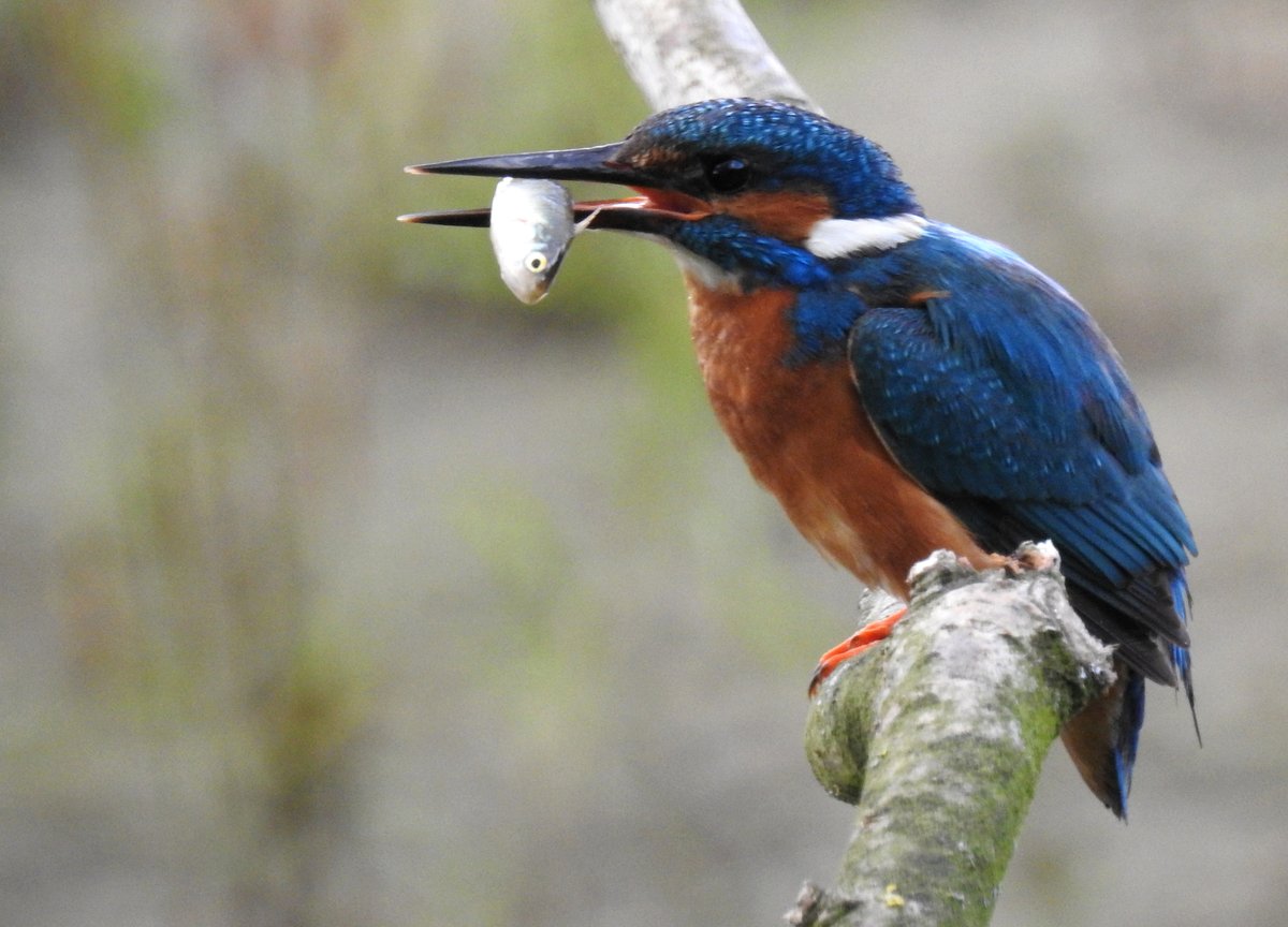 Common Kingfisher (Alcedo atthis)