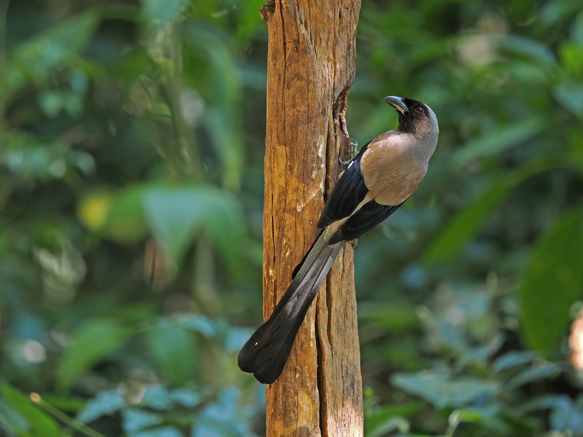 灰树鹊 (Dendrocitta formosae)
