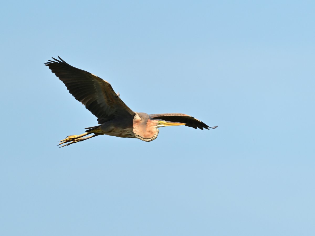 Purple Heron (Ardea purpurea)