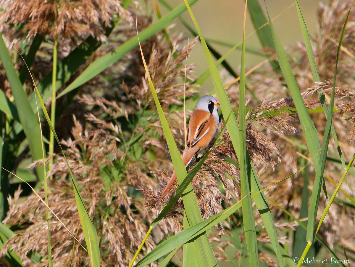文须雀 (Panurus biarmicus)