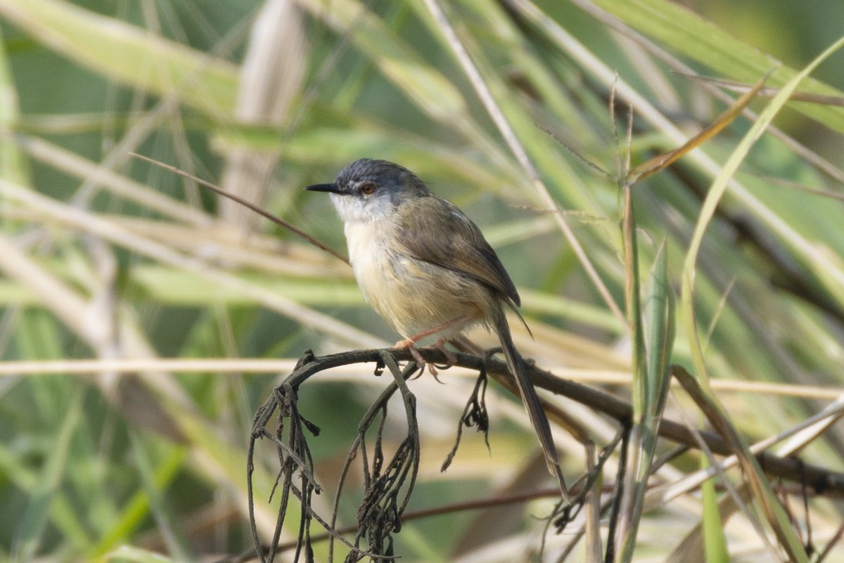 Yellow-bellied Prinia (Prinia flaviventris)