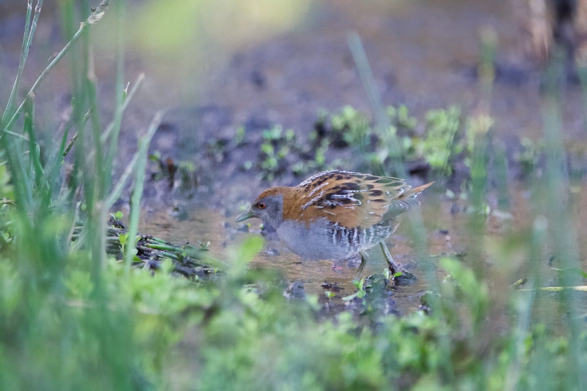 小田鸡 (Zapornia pusilla)