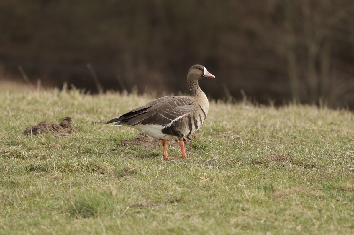 Greater White-fronted Goose (Anser albifrons)