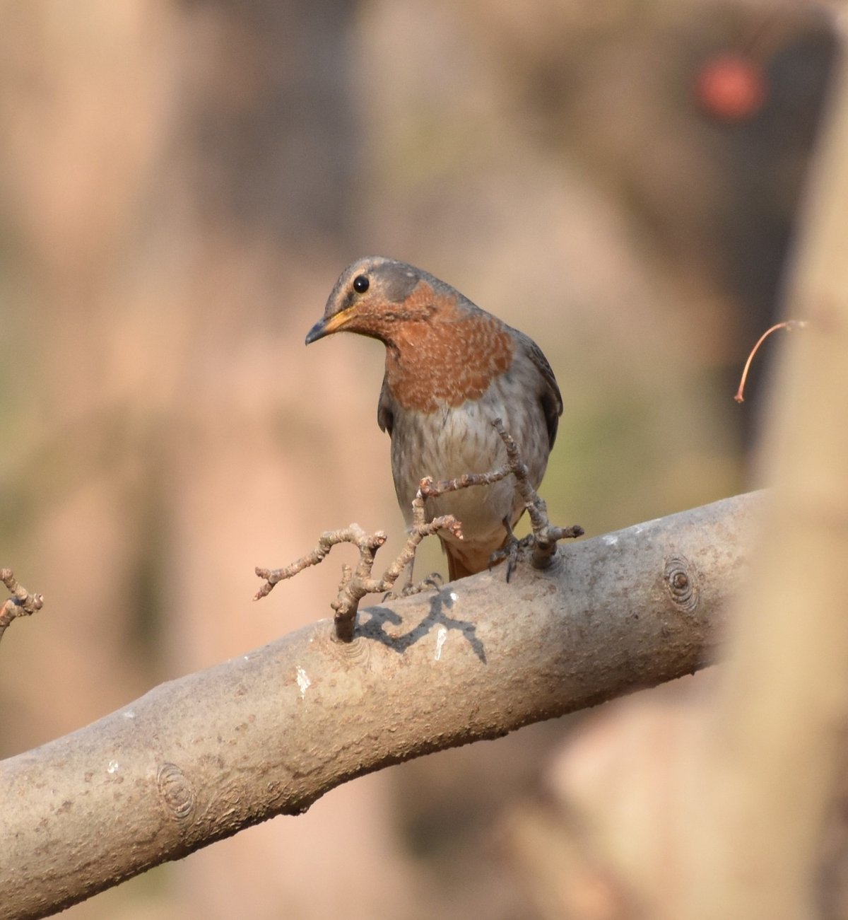 Red-throated Thrush (Turdus ruficollis)