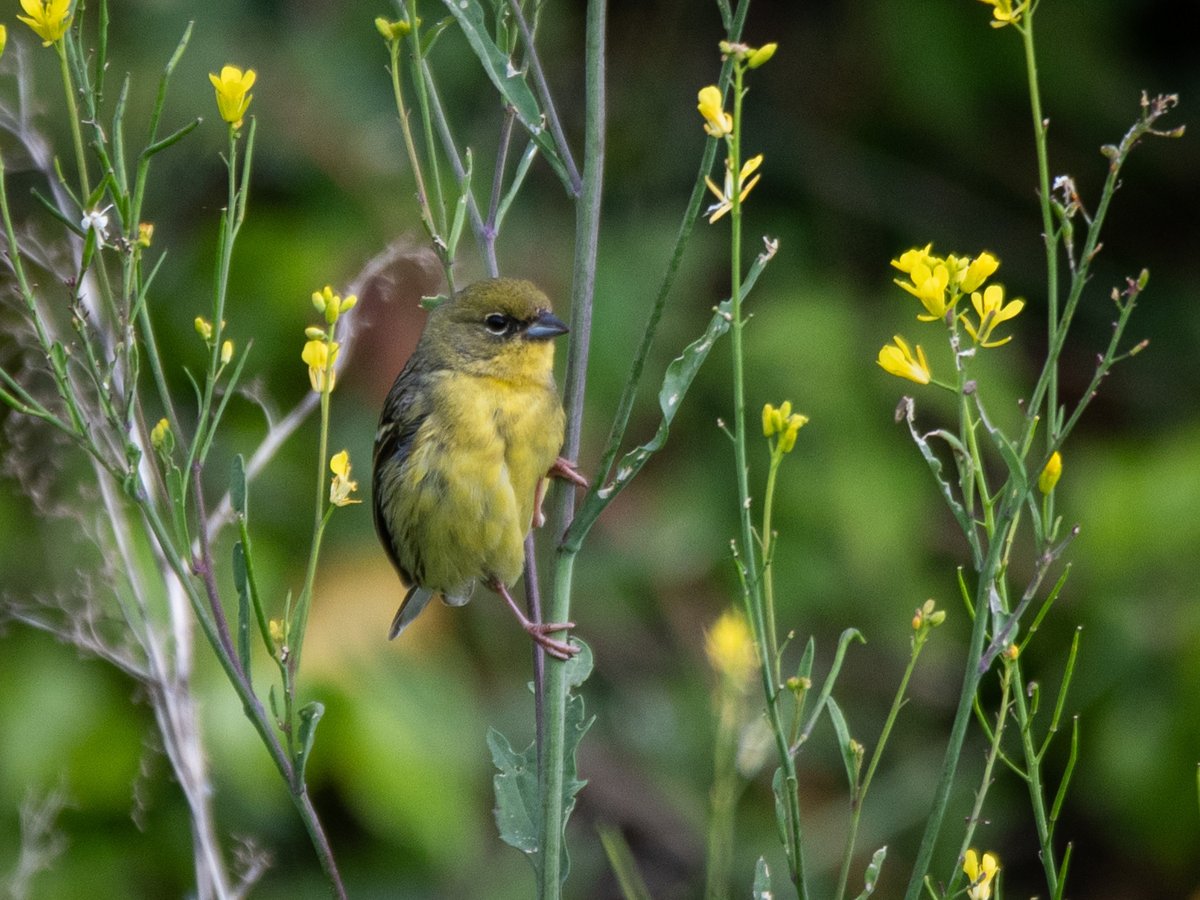 Yellow Bunting (Emberiza sulphurata)