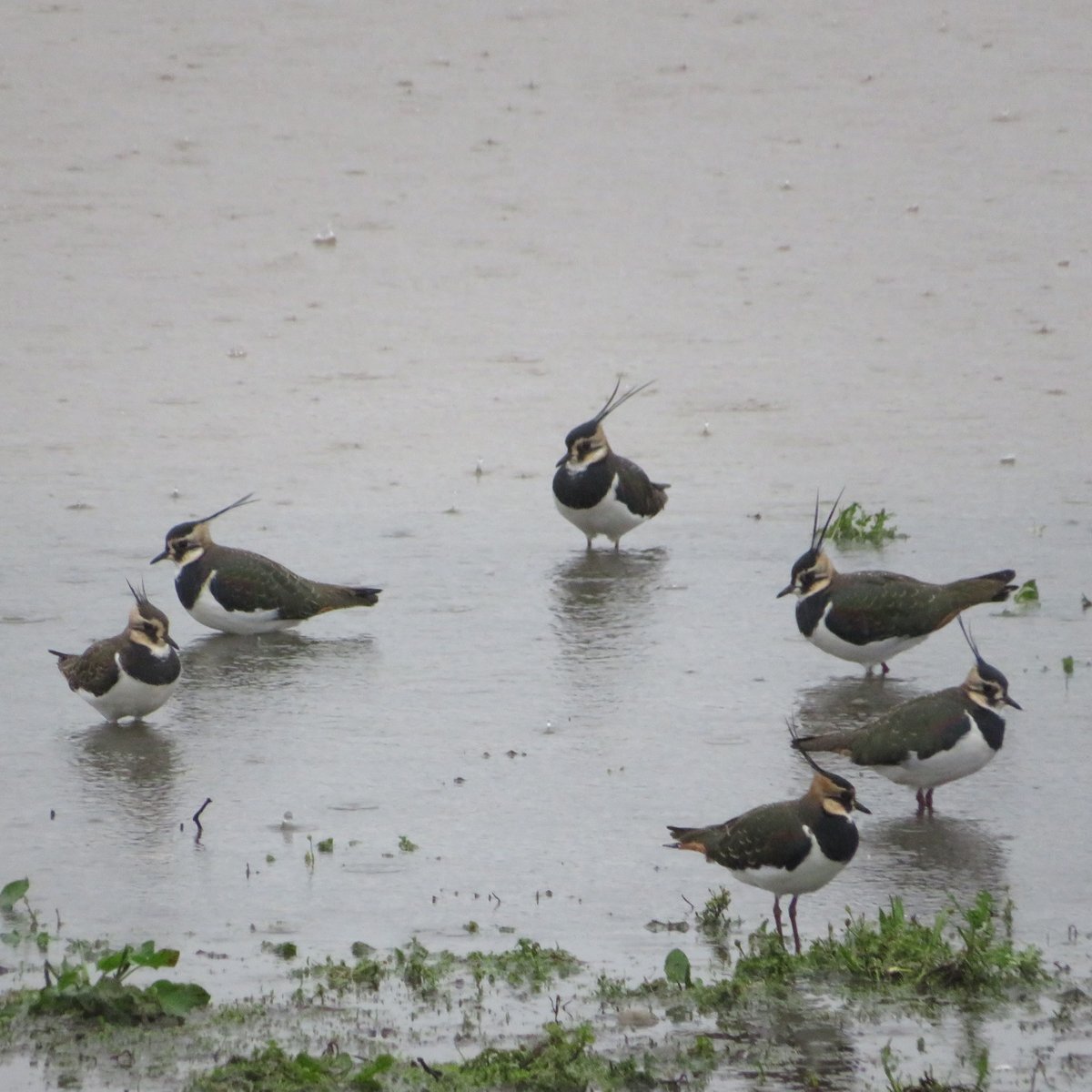 Northern Lapwing (Vanellus vanellus)