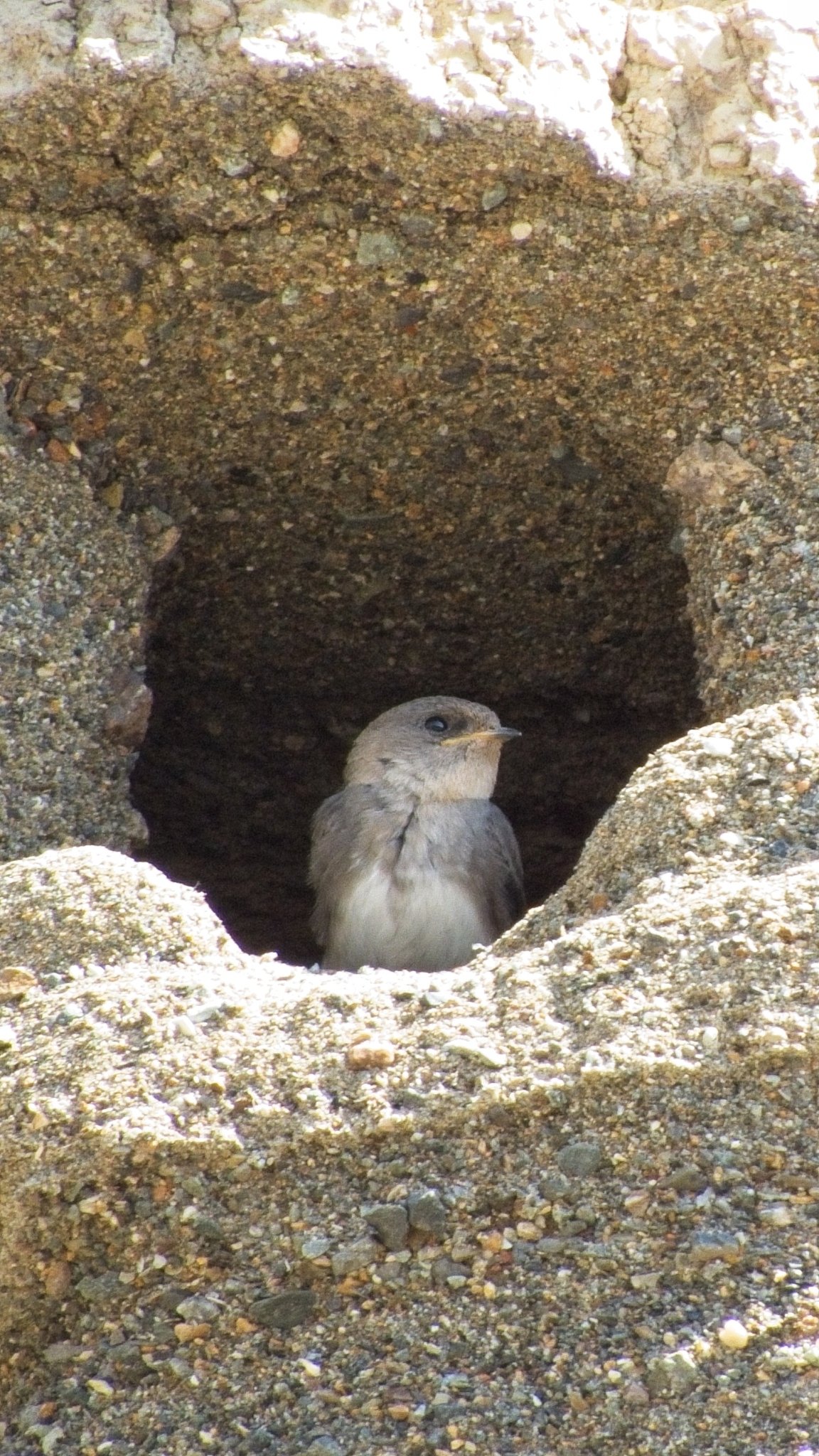 Pale Martin (Riparia diluta)