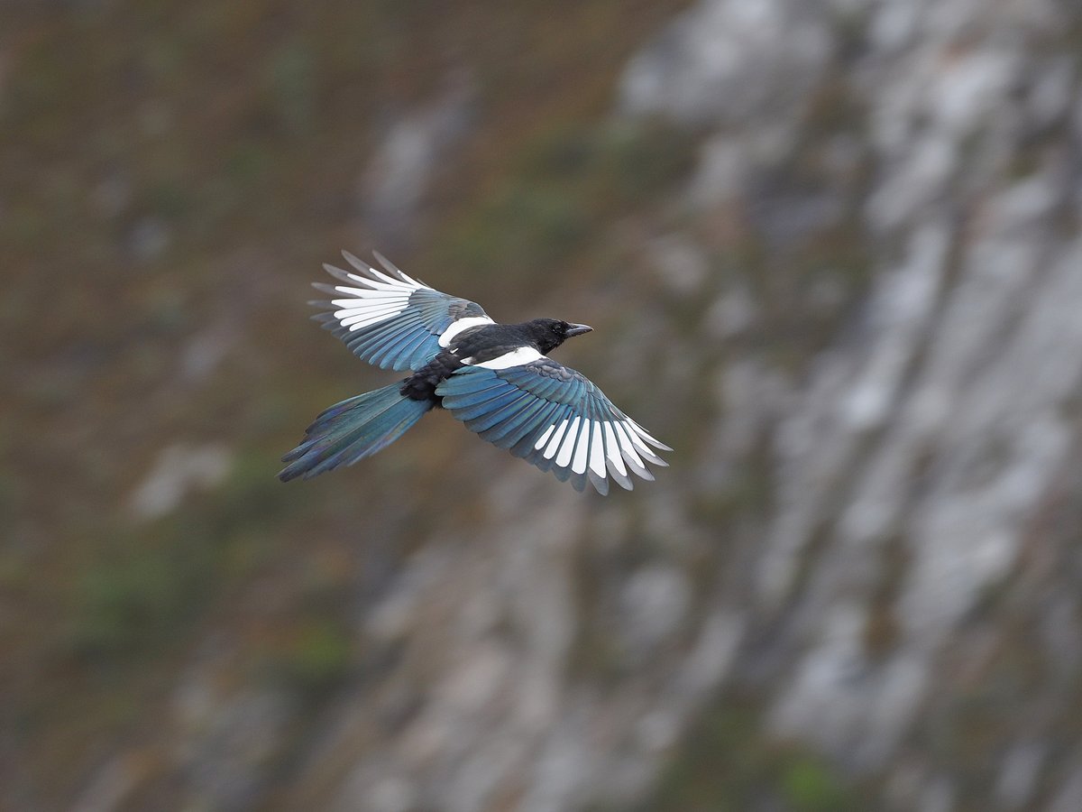 Black-rumped Magpie (Pica bottanensis)