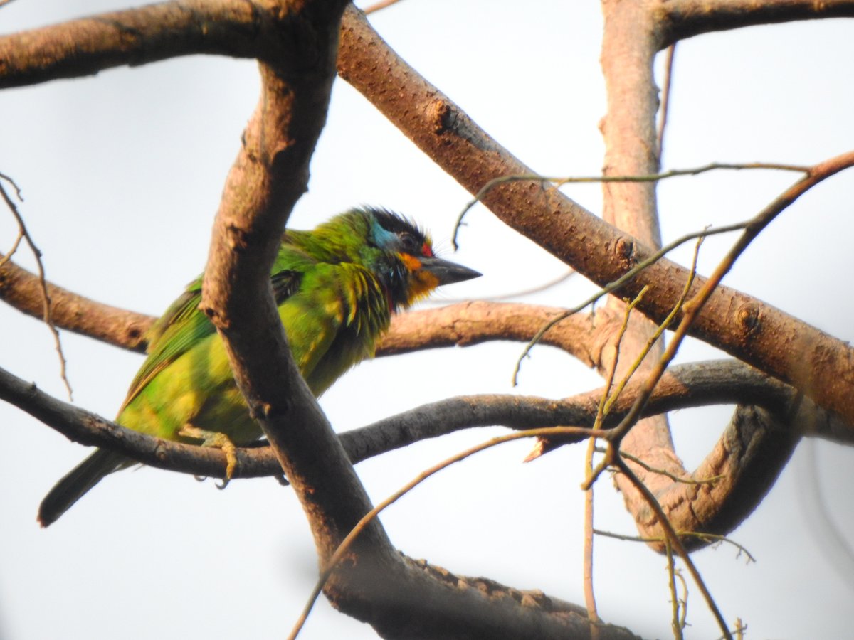 Taiwan Barbet (Psilopogon nuchalis)