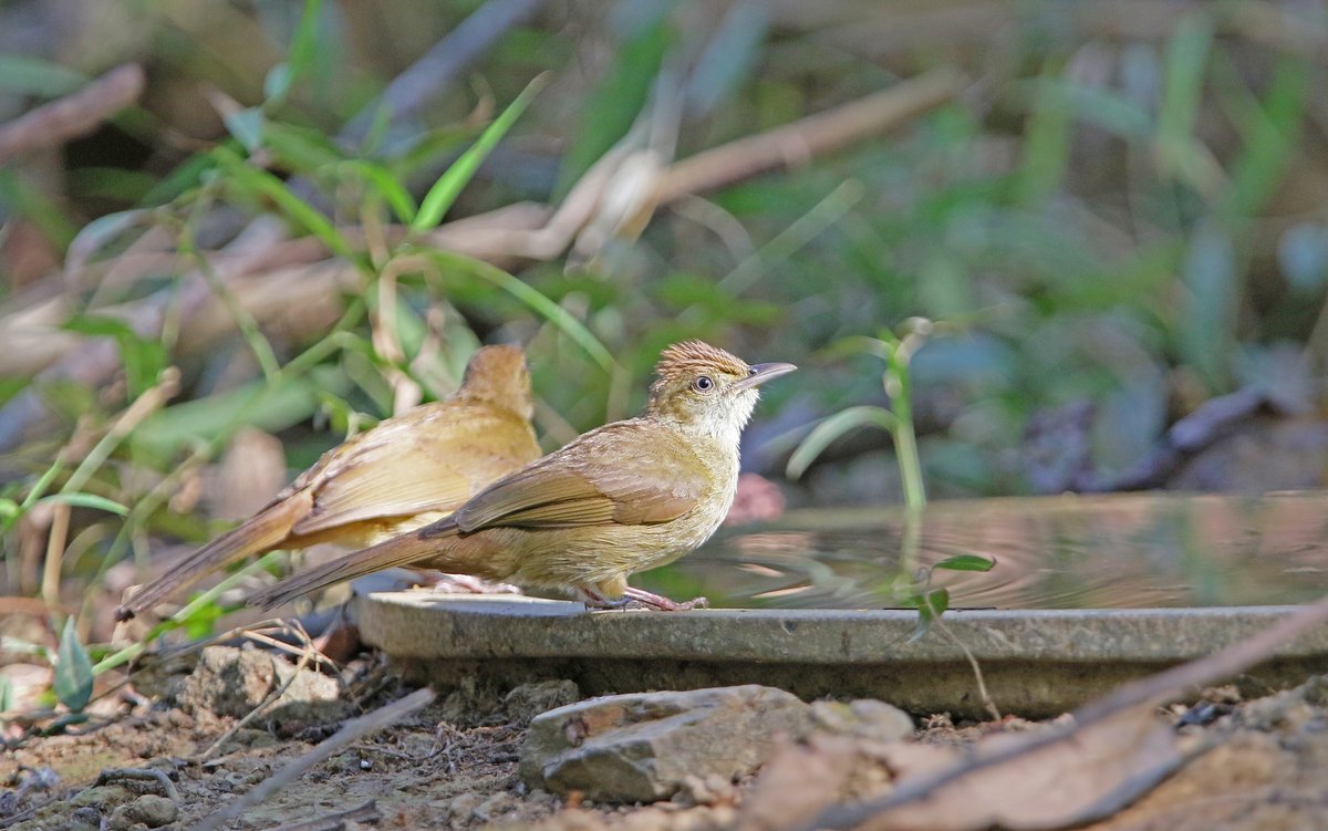 Grey-eyed Bulbul (Iole propinqua)