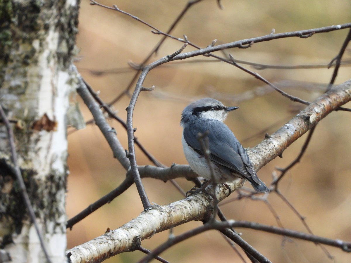 普通䴓 (Sitta europaea)