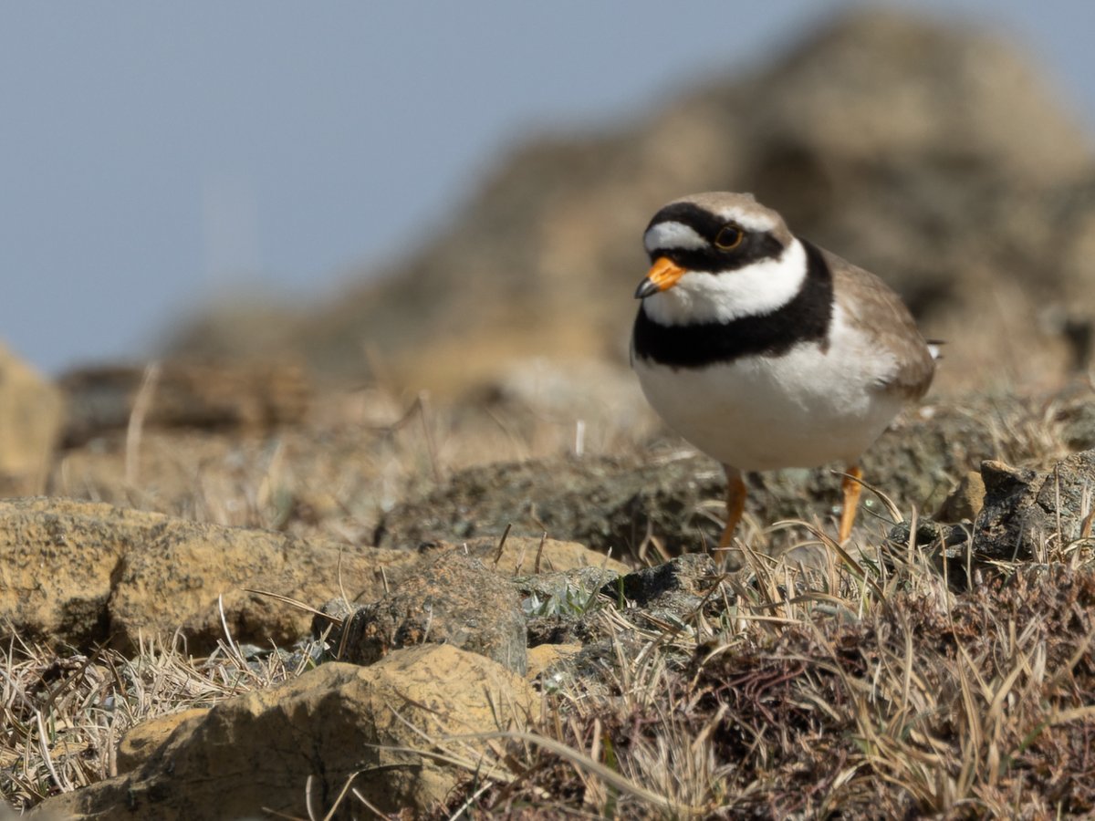 Common Ringed Plover (Charadrius hiaticula)