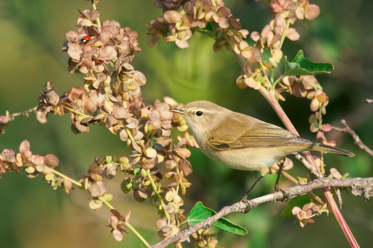 Common Chiffchaff (Phylloscopus collybita)