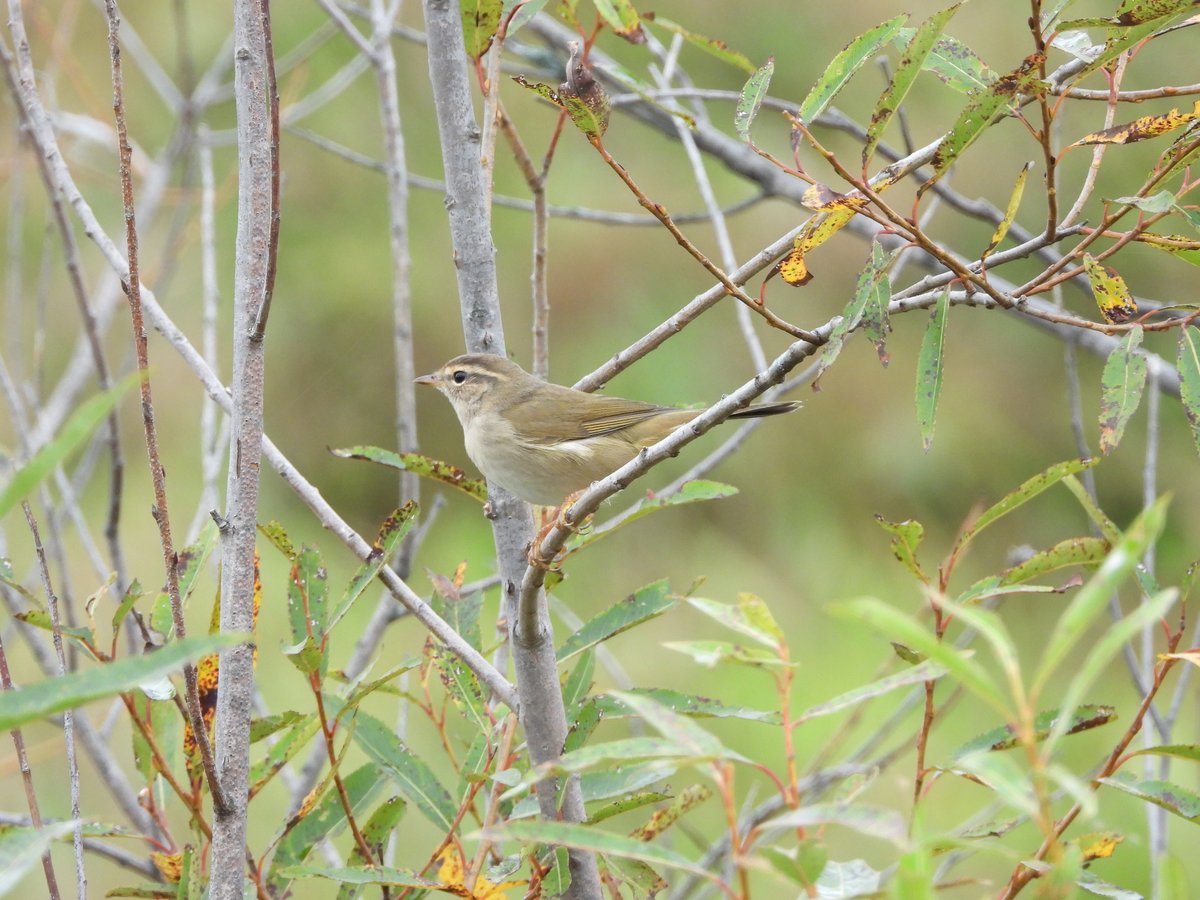 Radde's Warbler (Phylloscopus schwarzi)